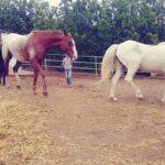 La Orotava: Workshop "Natural Horsemanship" and Permaculture - The Itinerary: What You Can Expect