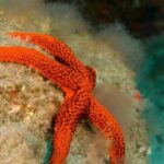 La Palma: Atlantic Snorkeling Tour with Full Gear Rental - Discovering La Palma’s Marine Life: What You Can Expect