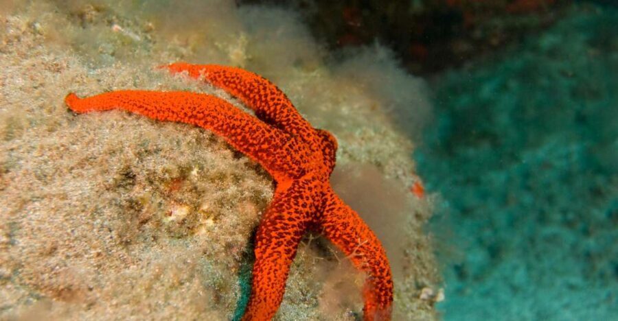 La Palma: Atlantic Snorkeling Tour with Full Gear Rental - Discovering La Palma’s Marine Life: What You Can Expect