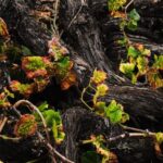 La Palma: Bodegas Teneguia Winery Tour with Wine Tasting - How the Tour Fits Into Your La Palma Trip