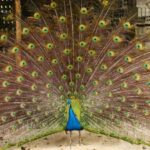 La Palma: PlatanoLógico Edible Forest Tour - FAQ