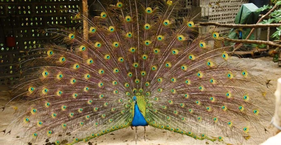 La Palma: PlatanoLógico Edible Forest Tour - FAQ