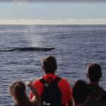 La Palma: Whale Watching Experience and Coastal Highlights - Who Will Love This Tour?