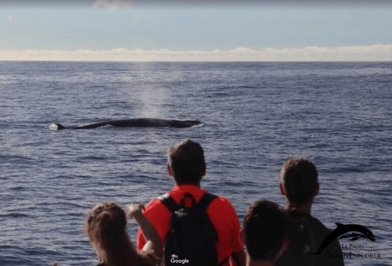 La Palma: Whale Watching Experience and Coastal Highlights - Who Will Love This Tour?
