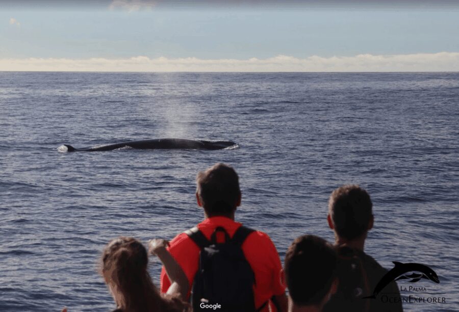 La Palma: Whale Watching Experience and Coastal Highlights - Who Will Love This Tour?