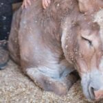 La Pieve: Walk with Donkeys in the Hills of Pisa - Final Thoughts: Is It Worth It?