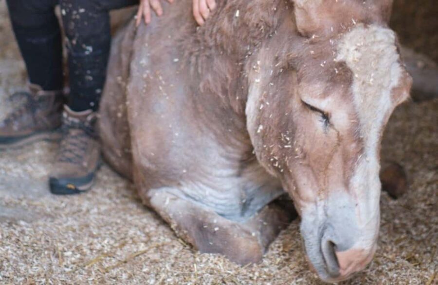 La Pieve: Walk with Donkeys in the Hills of Pisa - Final Thoughts: Is It Worth It?