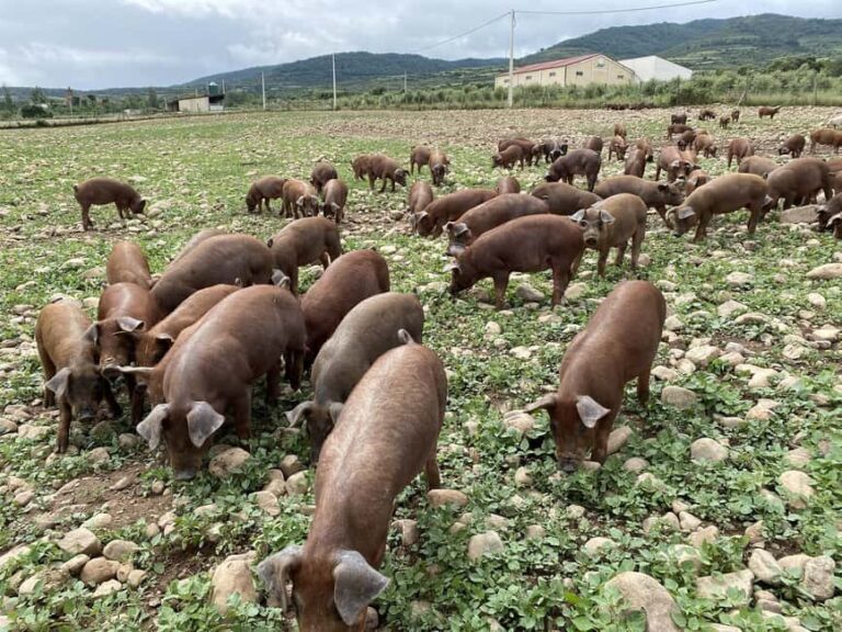 La Rioja: Organic Farm Tour & Spanish Ham Tasting with Wine - The Good and the Not-So-Good