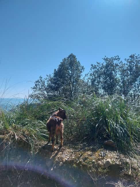 La Spezia: Portovenere & Palmaria Island Hiking Tour - In-Depth: The Itinerary Breakdown