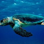 Laganas Zakynthos: Marathonissi, Keri Caves and Turtles Spot - The Practical Side