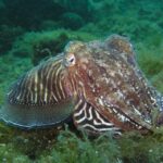 Lagos: 2 Dives on the local Reefs (FOR CERTEFID DIVERS ONLY) - Key Points