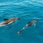 Lagos: Dolphin Watch Tour with Professional Marine Biologist - What to Expect on the Tour