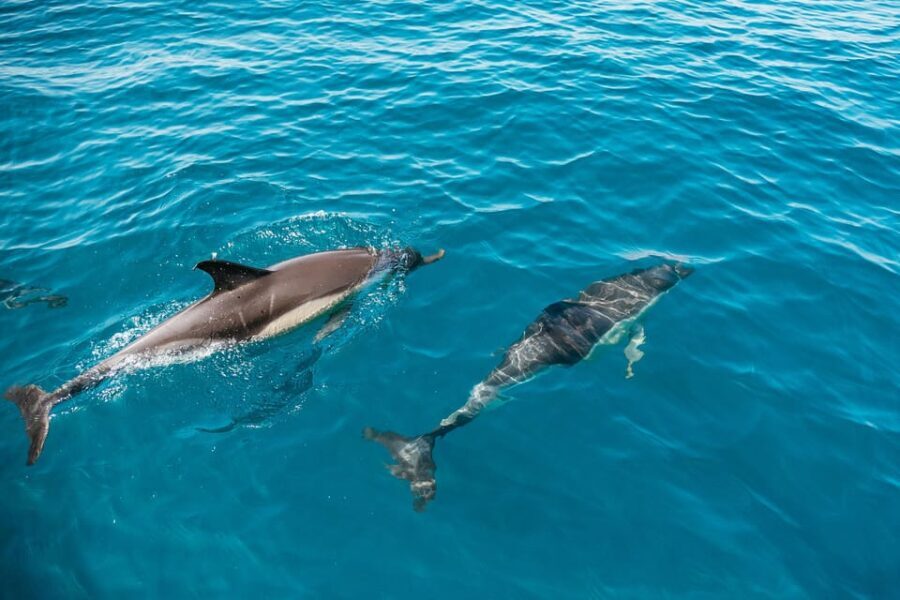 Lagos: Dolphin Watch Tour with Professional Marine Biologist - What to Expect on the Tour