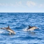 Lagos: Dolphin Watching Half-Day Cruise & Water Activities - Who Would Love This Tour?