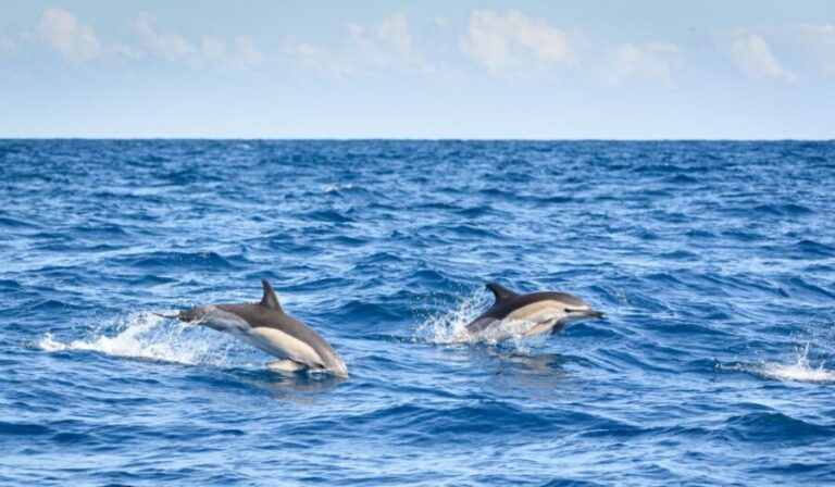 Lagos: Dolphin Watching Half-Day Cruise & Water Activities - Who Would Love This Tour?