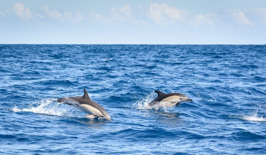 Lagos: Dolphin Watching Half-Day Cruise & Water Activities - Who Would Love This Tour?