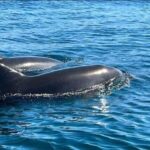 Lagos: Dolphin Watching Tour - What to Expect from the Dolphin Watching Tour