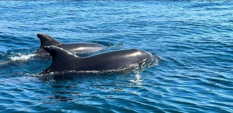 Lagos: Dolphin Watching Tour - What to Expect from the Dolphin Watching Tour