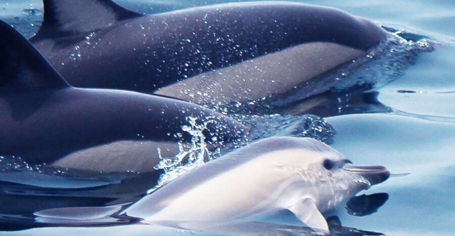 Lagos: Dolphin Watching with Professional Marine Biologists - Who Is This Tour Ideal For?