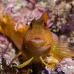 Lagos: Guided Scuba Diving Trip for Beginners - Why You Might Love This Tour