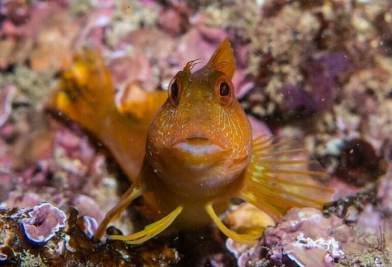 Lagos: Guided Scuba Diving Trip for Beginners - Why You Might Love This Tour