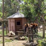 Lagos Zoo Admission Ticket - Practical Tips for Visiting Lagos Zoo