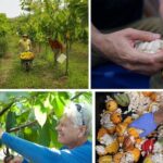 Lahaina: Maui Ku'ia Estate Guided Cacao Farm Tour and Tasting - Practical Details & What You Need to Know