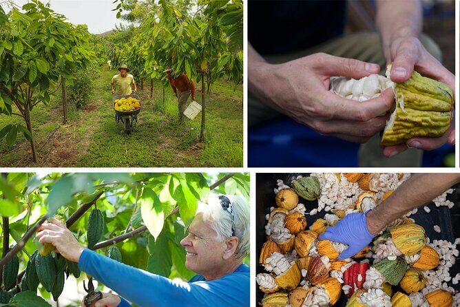 Lahaina: Maui Ku'ia Estate Guided Cacao Farm Tour and Tasting - Practical Details & What You Need to Know