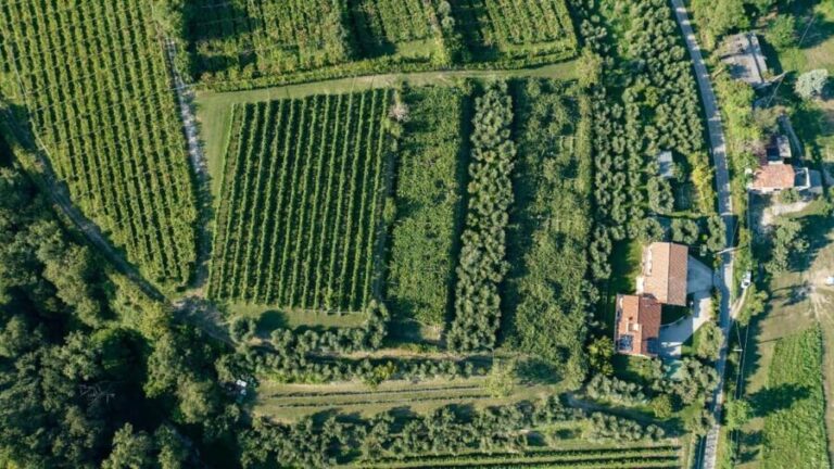 Lake Garda: Tour with 4 Olive Oil Tasting & Local Food - Who Should Consider This Tour?