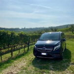 Lake Garda: Winery Visit with Wine and Olive Oil Tasting - What’s Included & How It Feels