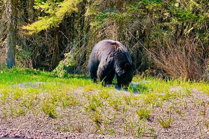Lake Louise and Moraine Lake Exclusive Evening Private Tour - Who Should Consider This Tour?