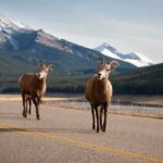 Lake Louise Moraine Lake Icefield Parkway Full Day Private Tour - The Experience: Whats Included and What’s Not