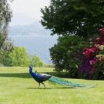 Lake Maggiore: Borromean Islands Tickets with Boat Transfer - How the Day Unfolds