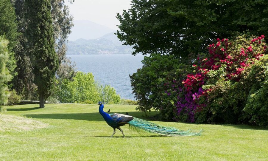 Lake Maggiore: Borromean Islands Tickets with Boat Transfer - How the Day Unfolds