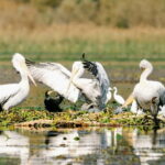 Lake Skadar: Early-morning Birdwatching and Photography Tour - What to Expect on the Tour