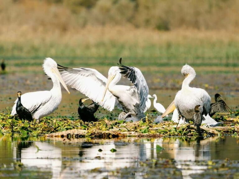Lake Skadar: Early-morning Birdwatching and Photography Tour - What to Expect on the Tour