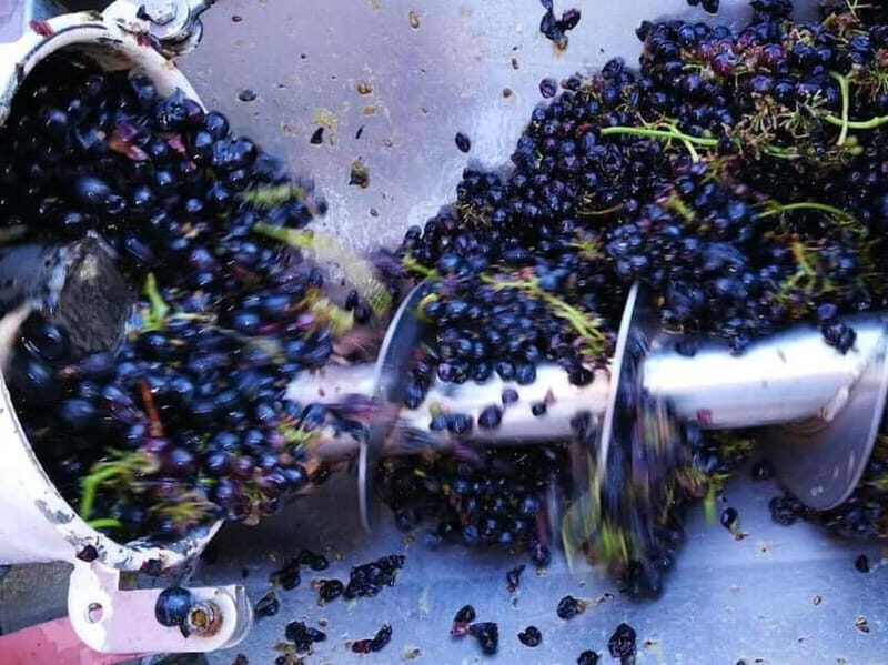 Langhe: grape seasons. Winery and vineyard tour with tasting - FAQ