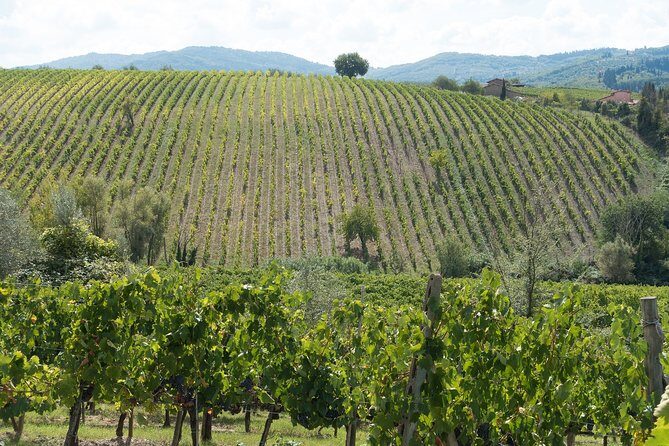 Langhe (Piedmont): Wine Tasting Experience - Is This Tour Right for You?