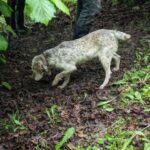 Langhe: Truffle Hunt with Local Trifulau and Dog - The Scenic Setting and Its Impact