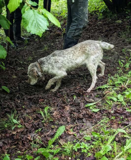 Langhe: Truffle Hunt with Local Trifulau and Dog - The Scenic Setting and Its Impact