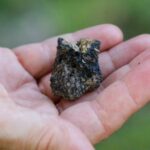 Langhe: Truffle Hunting Experience - Key Points