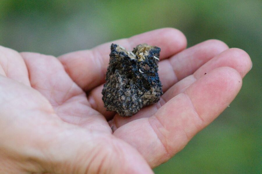 Langhe: Truffle Hunting Experience - Key Points