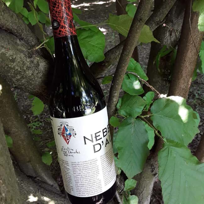 Langhe: Visit to the Vineyard and Historic Cellars with Tasting - The Wines and Food