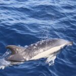 Lanzarote: 2.5-Hour Sunset and Dolphins Cruise - The Itinerary Breakdown