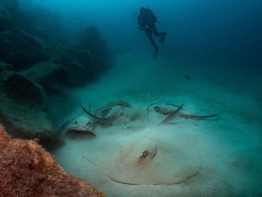 Lanzarote: 2-Dive Package for Certified Divers - The Underwater Experience and Marine Life