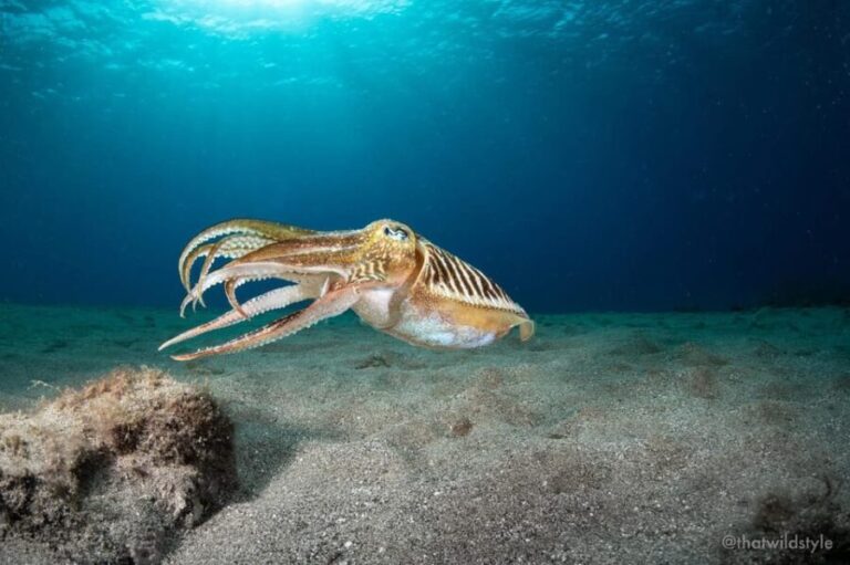 Lanzarote: 2 Guided Dives (Certified Divers Only) - How the Day Unfolds