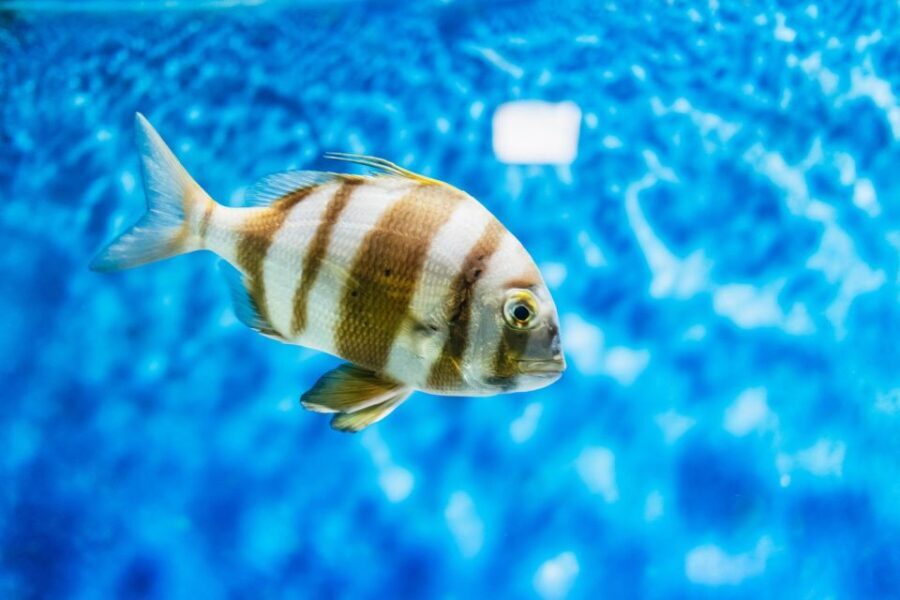 Lanzarote: Aquarium Entry Ticket - The Educational Angle and Conservation Focus