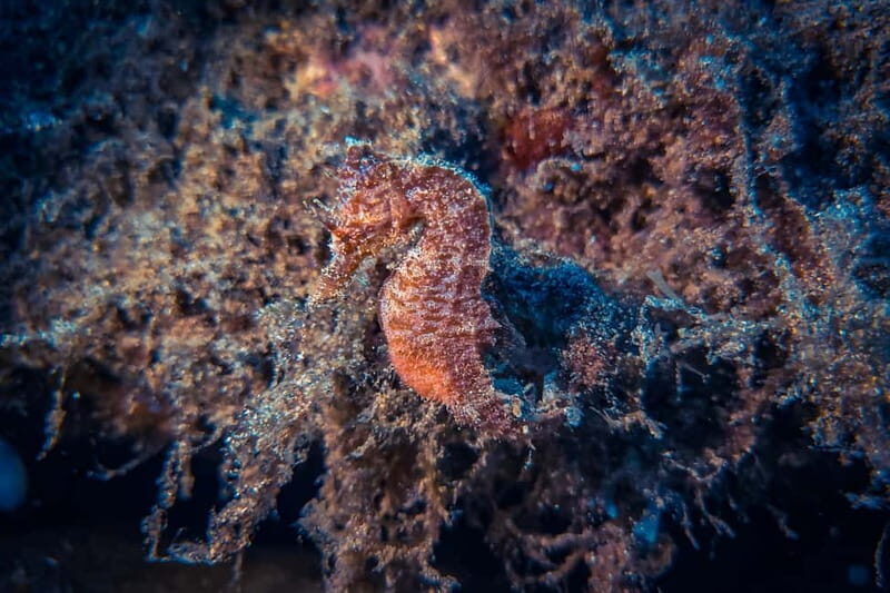 Lanzarote: Beginner Try Scuba Diving Costa Teguise (2 dives) - The Logistics and Practical Details