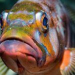 Lanzarote: Diving baptism in Puerto de Carmen 2 Dives - Who Is This Tour Best For?