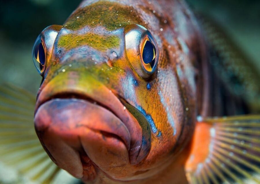 Lanzarote: Diving baptism in Puerto de Carmen 2 Dives - Who Is This Tour Best For?